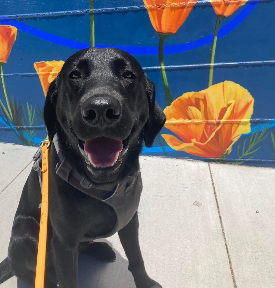 Black lab in front of a poppy mural in San Francisco