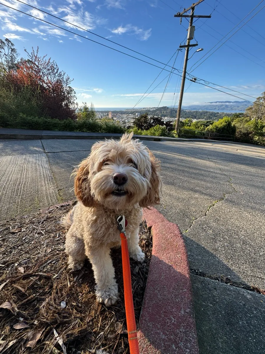 Dog on a walk near Parnassus Heights with Glen Park views, San Francisco