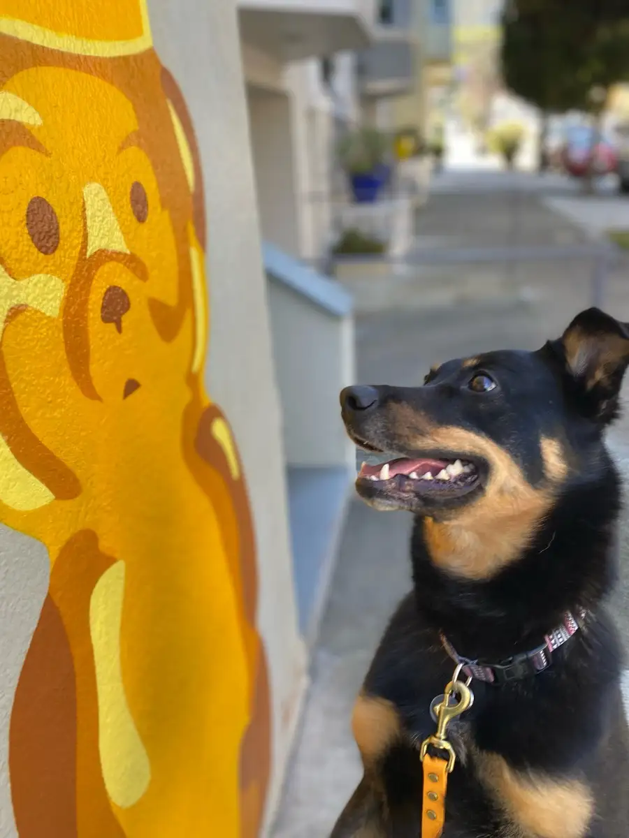 Dog on a walk through Cole Valley, San Francisco