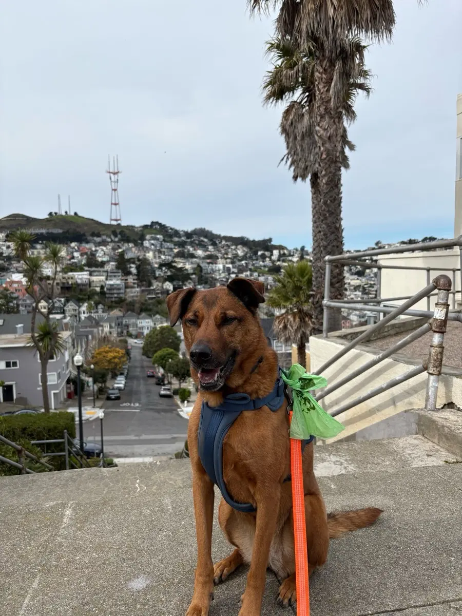 Dog with Sutro Tower in the background