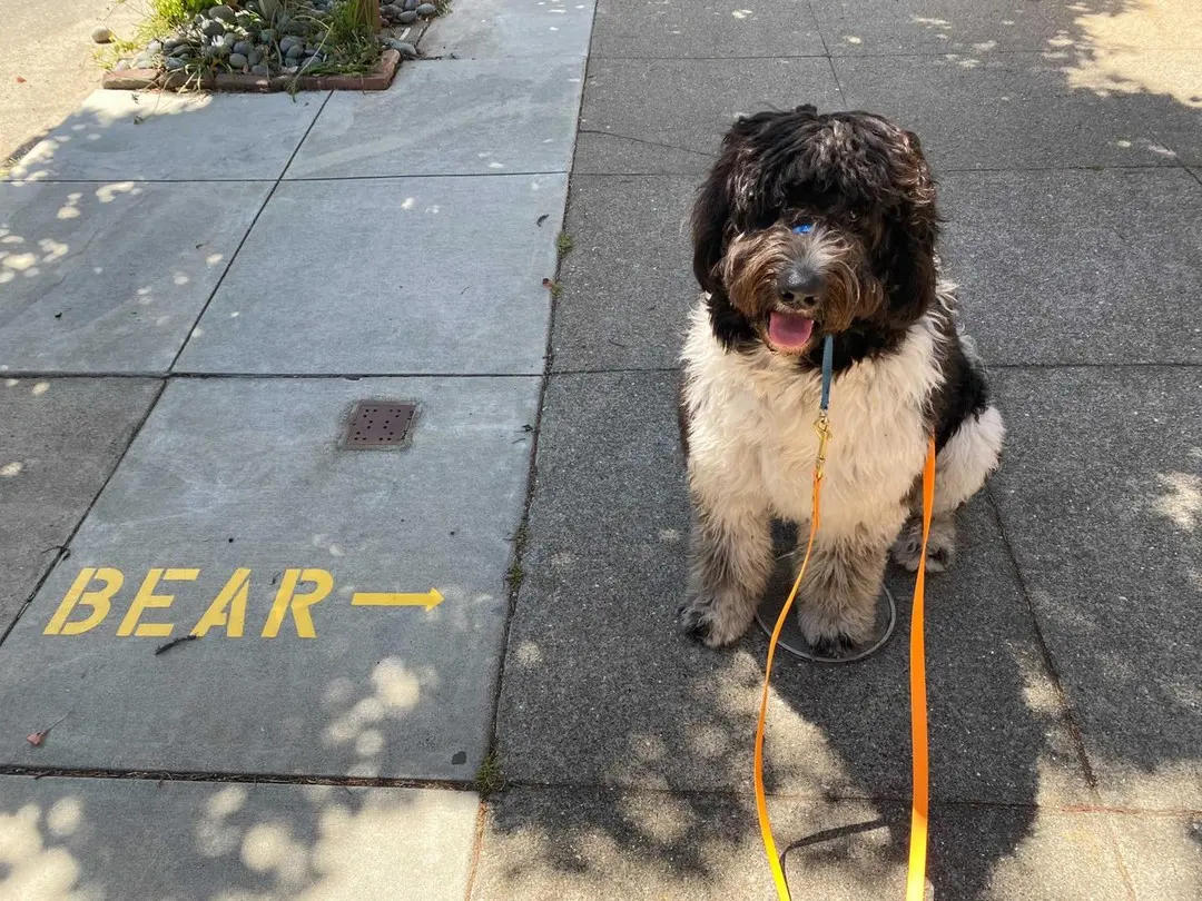 Bernedoodle next to Bear street art