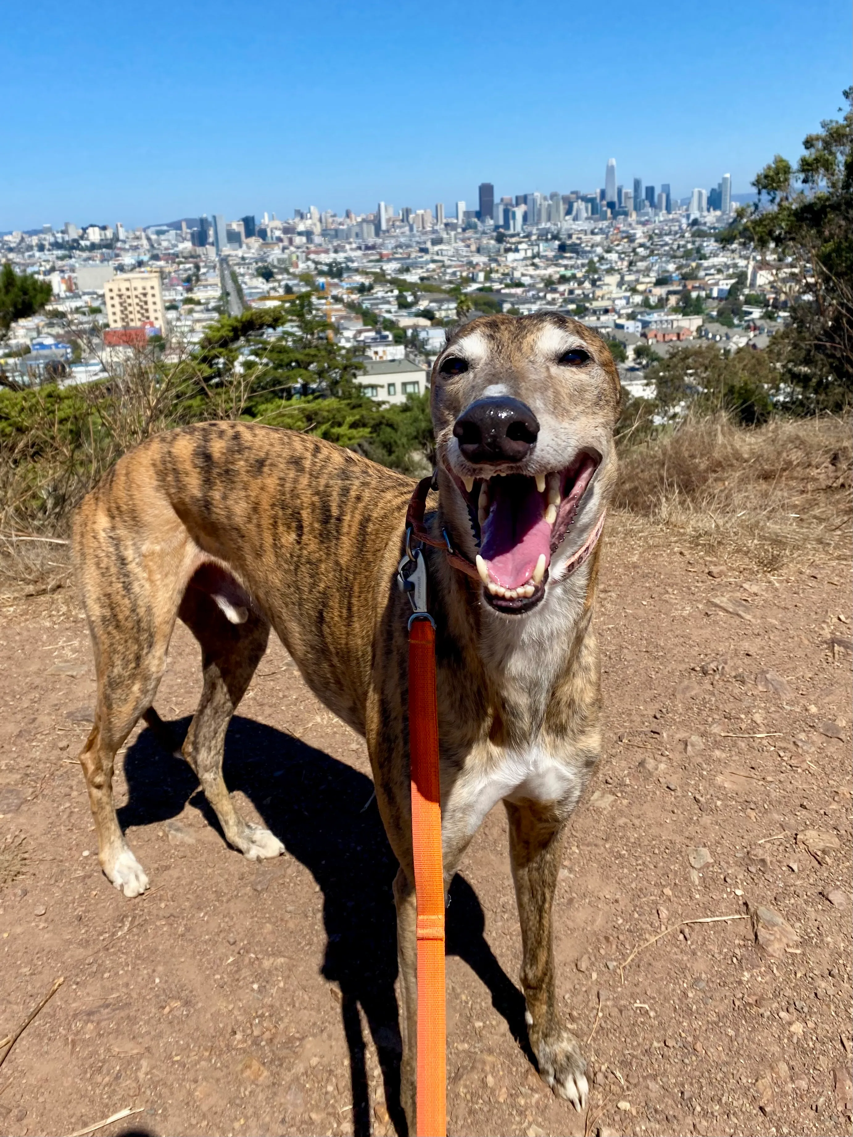 Sf Dog Dog Training in San Francisco | CPDT-KA Certified Trainers | Sniff and Go