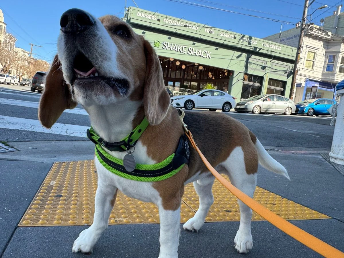 Sf Dog Dog Walking in the Marina, San Francisco | Sniff and Go