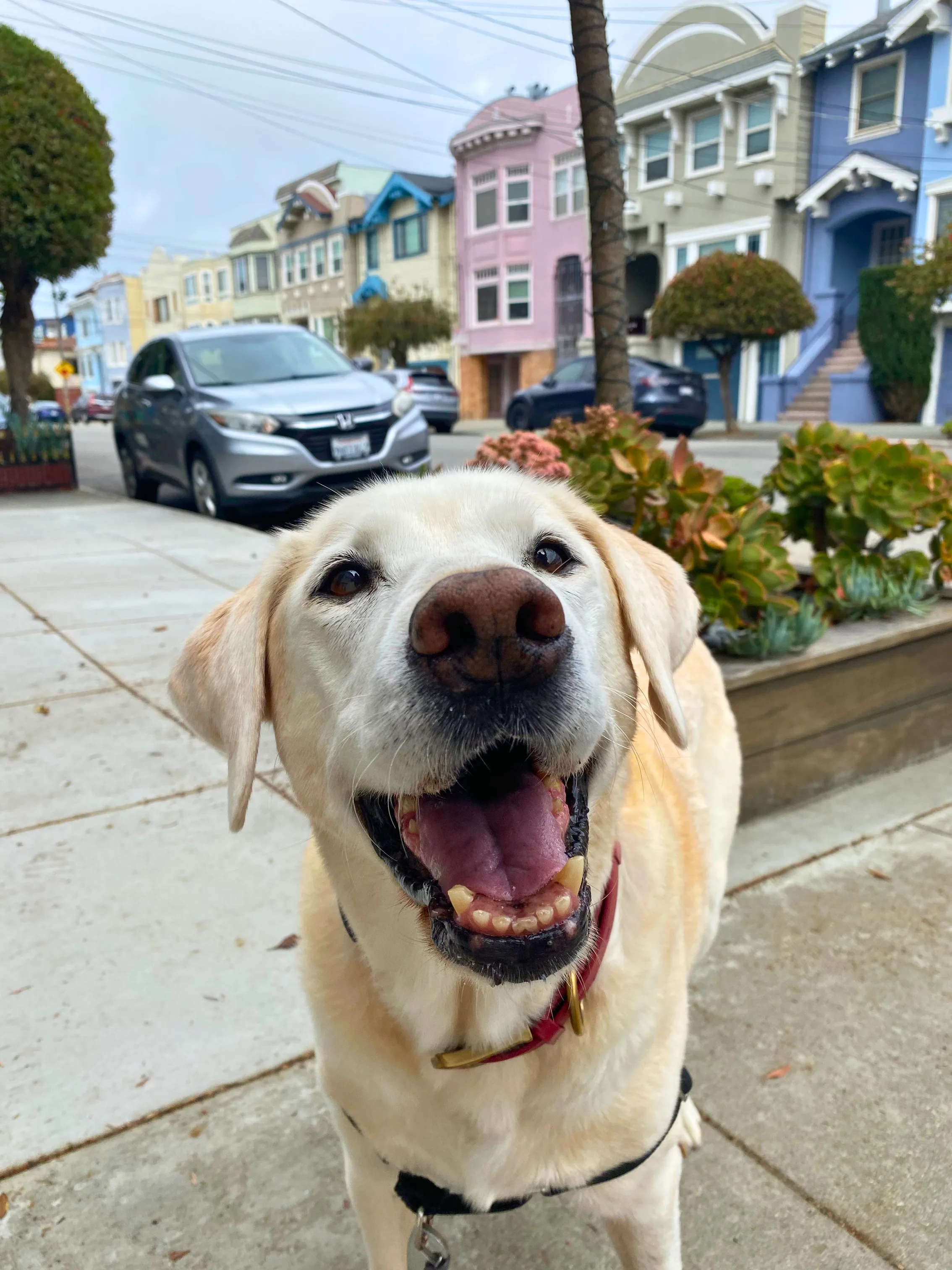 Sf Dog Dog Training in San Francisco | CPDT-KA Certified Trainers | Sniff and Go