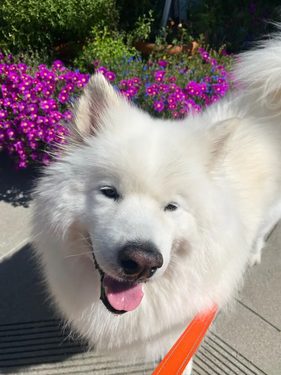 Samoyed smiling by purple flowers in San Francisco