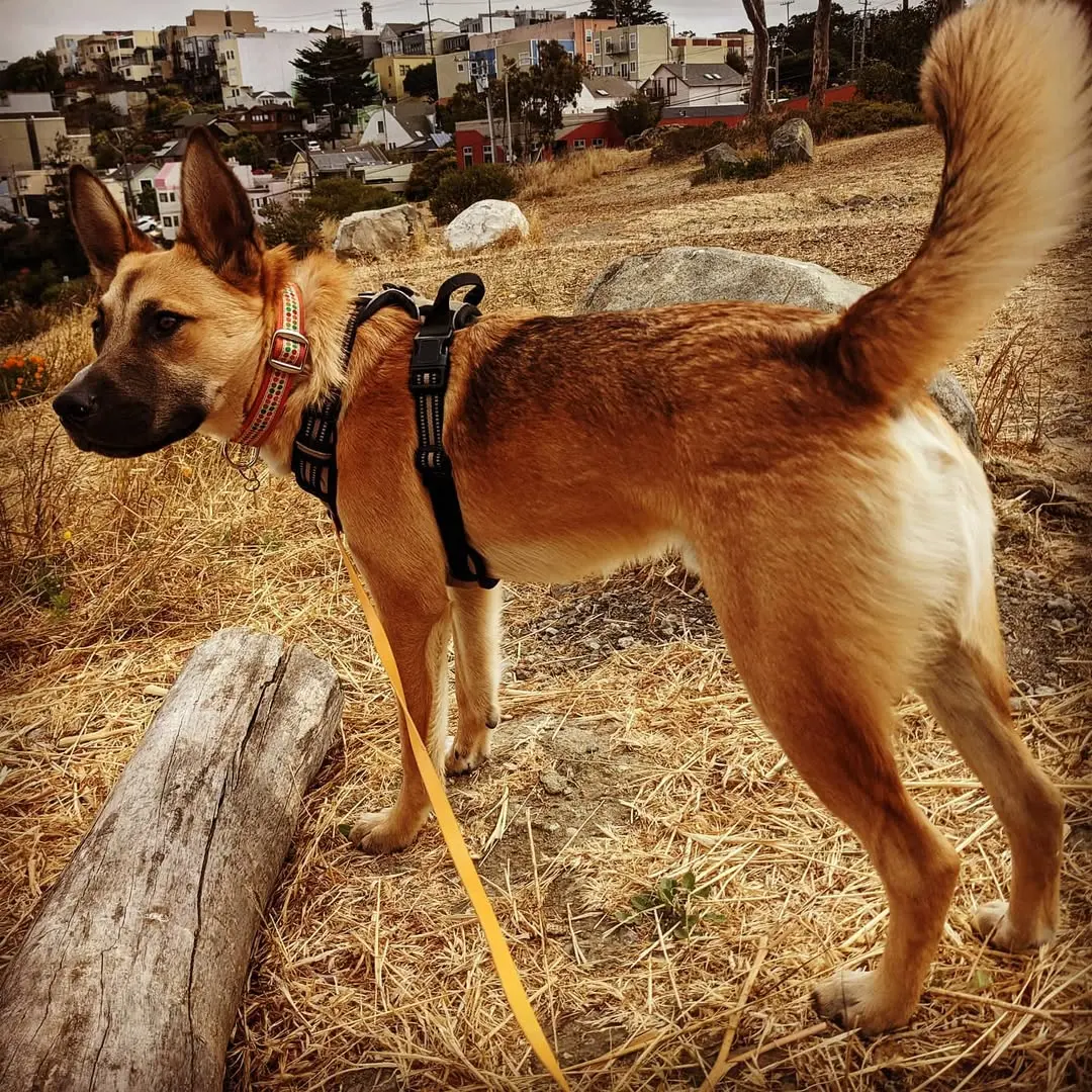 Shepherd mix on a San Francisco hilltop