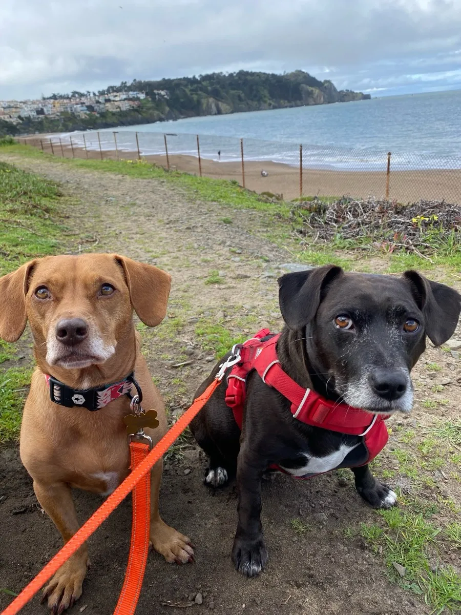 Sf Dog Dog Walking Jobs in San Francisco | Dog Walker Careers | Sniff and Go