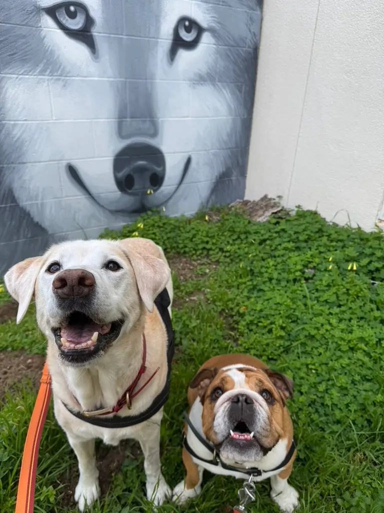 Yellow lab and English bulldog smiling together