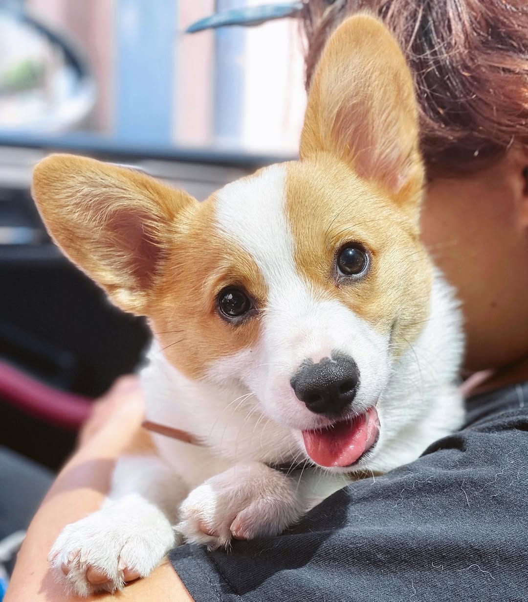 A tan and white Pembroke Welsh corgi puppy with ears up and tongue out, cradled against a Sniff and Go walker's shoulder in San Francisco