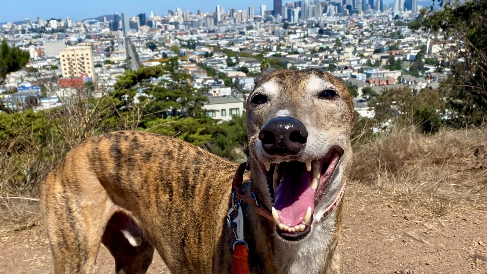Leashed brindle greyhound on a dirt hillside with the San Francisco skyline behind