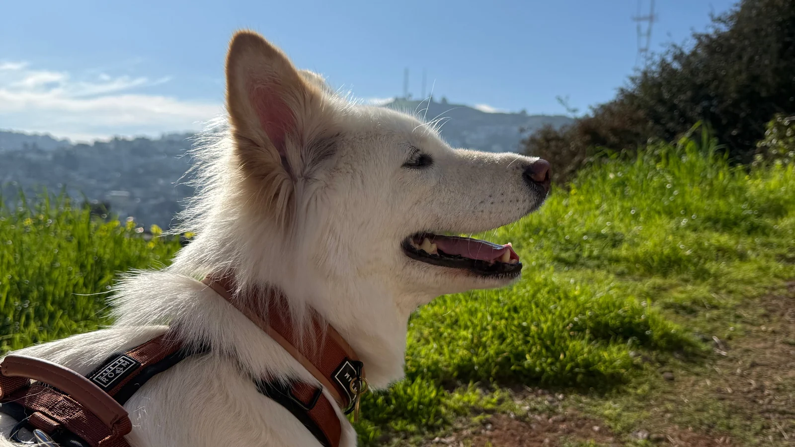 White dog in a harness on a grassy San Francisco hillside with the city behind