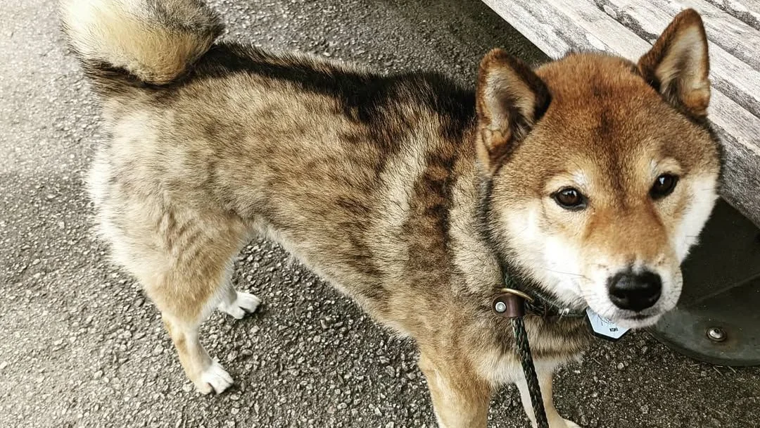 Leashed dog standing on the ground beside outdoor bench seating